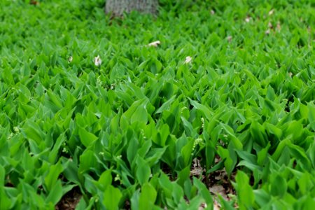 Grunewald 2021-05-10 34