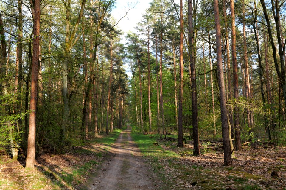 Grunewald 2021-05-10 62
