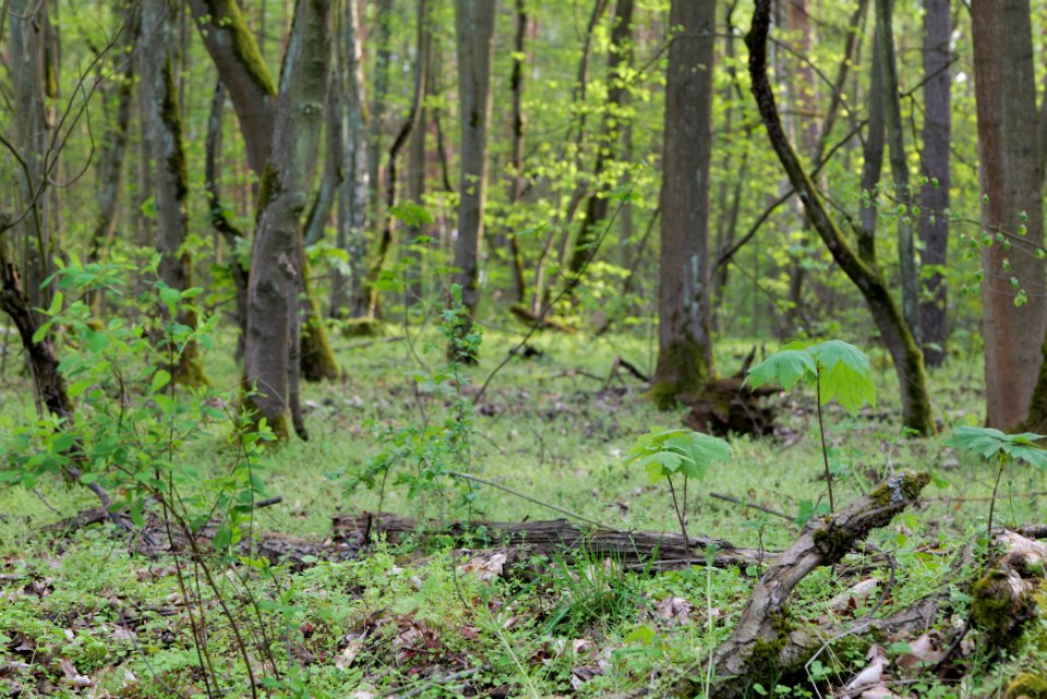 Grunewald 2021-05-10 21