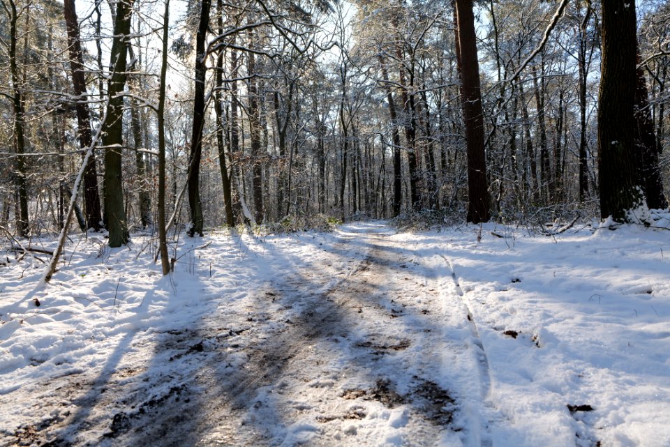 Grunewald with snow 2021-01-31 11