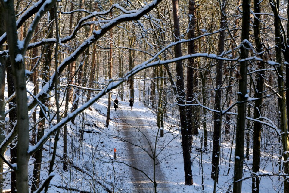 Grunewald with snow 2021-01-31 106