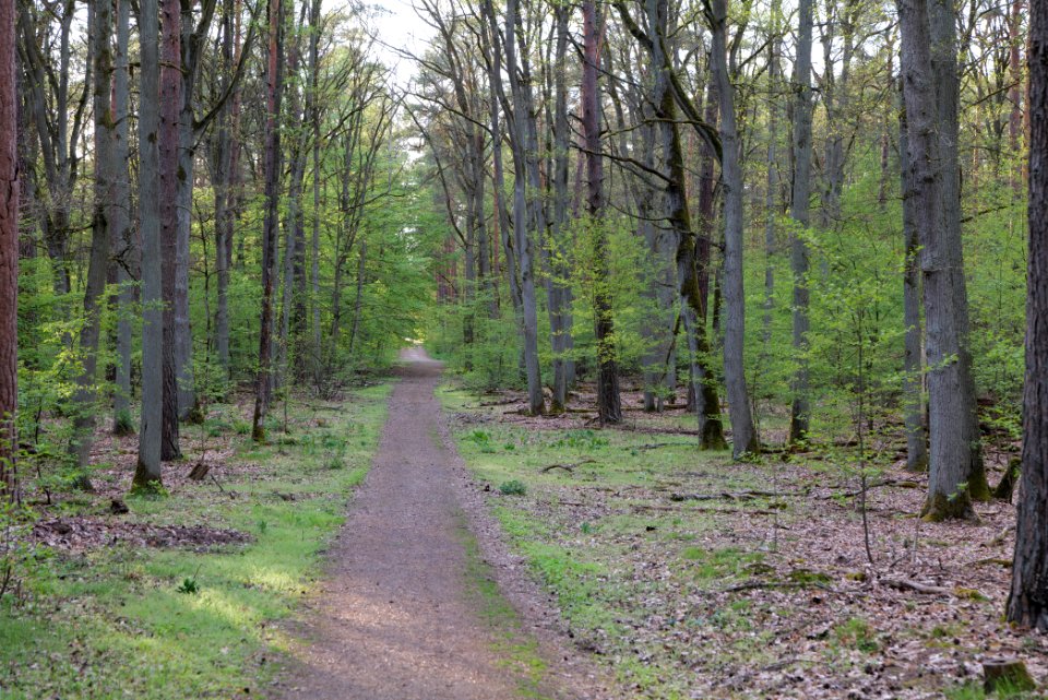 Grunewald 2021-05-10 85