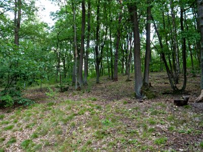Grunewald near Teufelsfenn 2019-10-24 05
