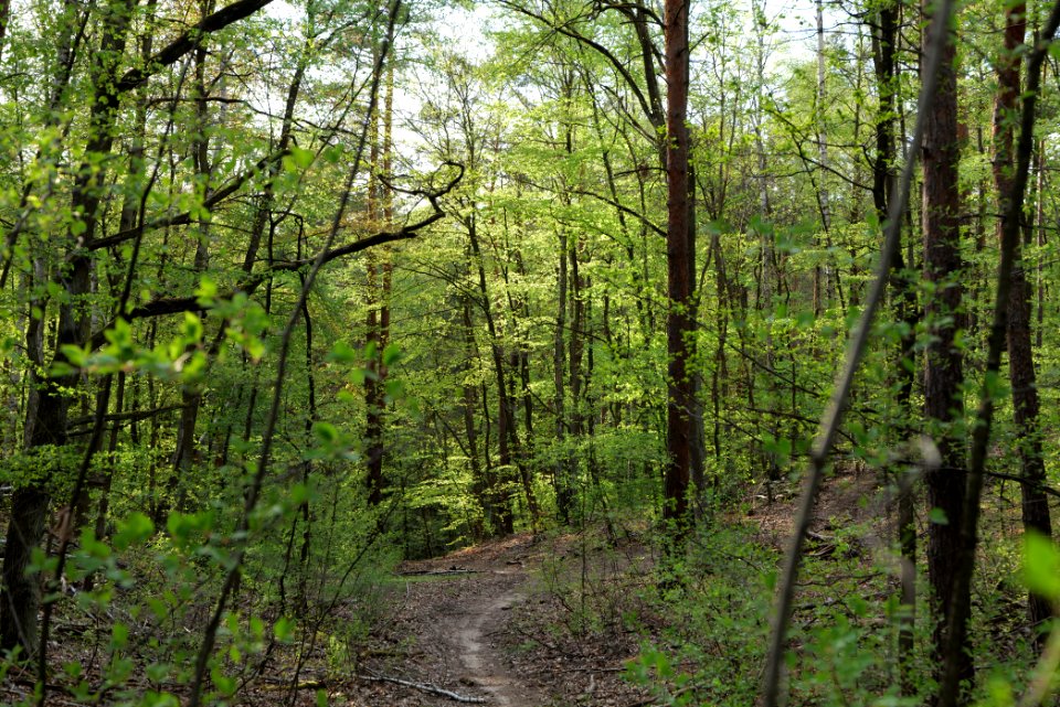 Grunewald 2021-05-10 60
