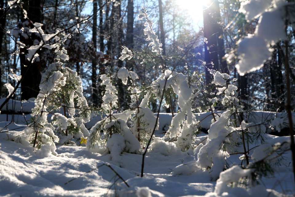 Grunewald with snow 2021-01-31 115
