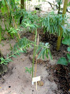 Gomphocarpus physocarpus - Botanical Garden in Kaisaniemi, Helsinki - DSC03670