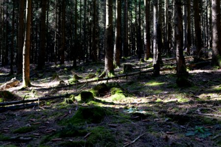 Großer Feldberg 2020-03-23 17