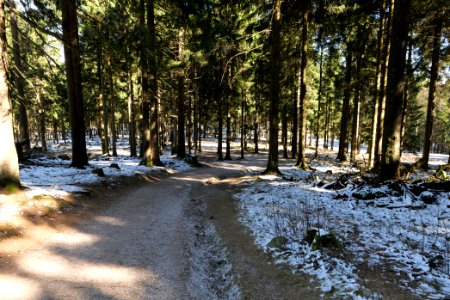 Großer Feldberg 2020-03-23 46