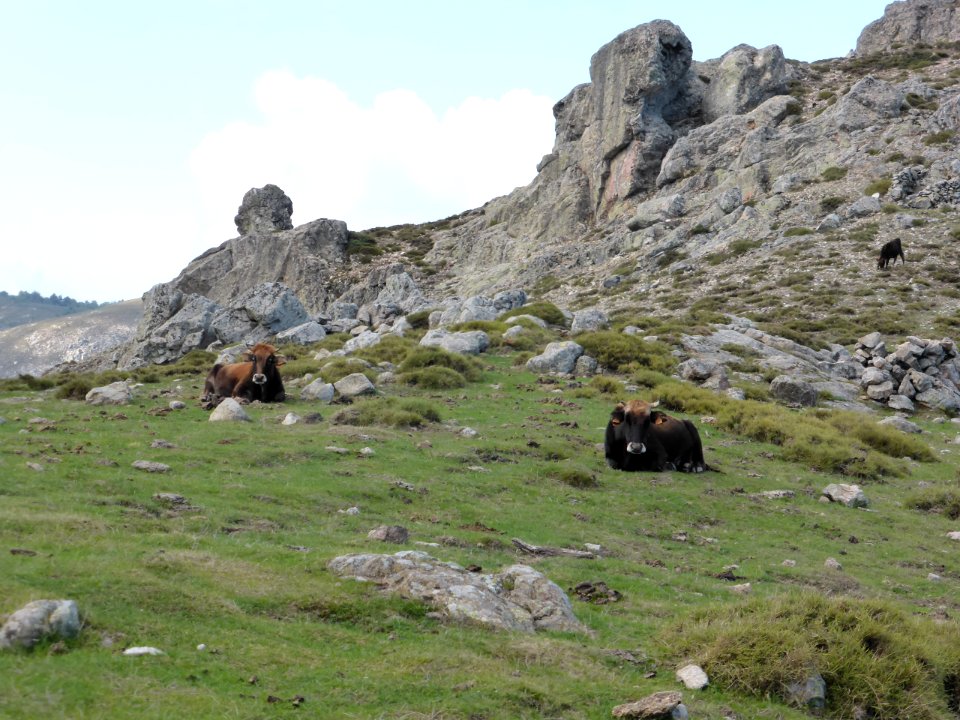 Gr-20-castel-de-vergio-to-manganu-01