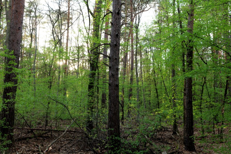 Grunewald 2021-05-10 80