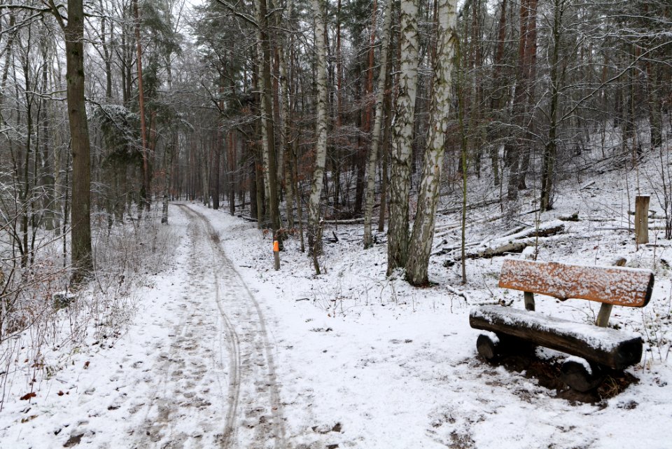 Grunewald with snow 2021-01-03 33