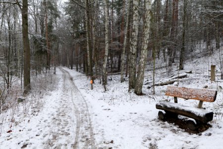 Grunewald with snow 2021-01-03 33