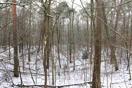 Grunewald with snow 2021-01-03 02