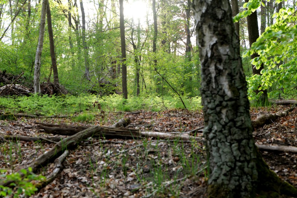 Grunewald 2021-05-10 42