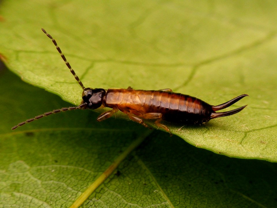 Guanchia male final instar nymph 20150721 888