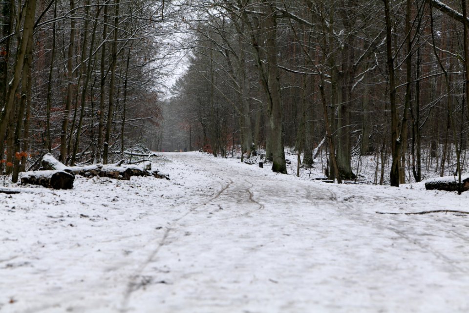 Grunewald with snow 2021-01-03 04