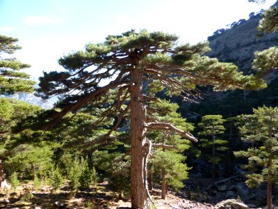 Gr-20-asco-tighiettu-01