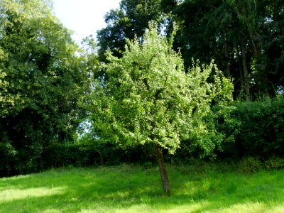 Gräfin von Paris Freilichtmuseum Roscheider Hof Blüten Ganzer Baum H10