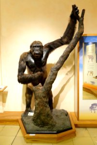 Gorilla gorilla gorilla - Naturhistorisches Museum, Braunschweig, Germany - DSC05201 photo