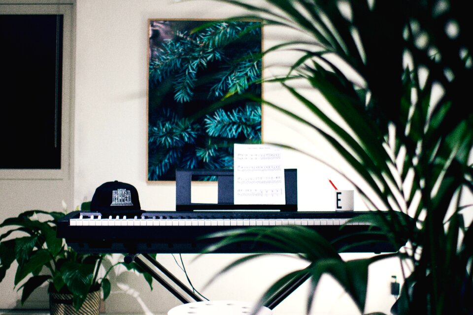 Interior plants nature