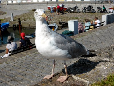 Gull-2016-08-27-6