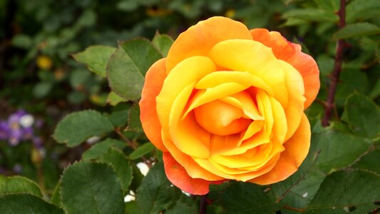 Orange rose flower photo