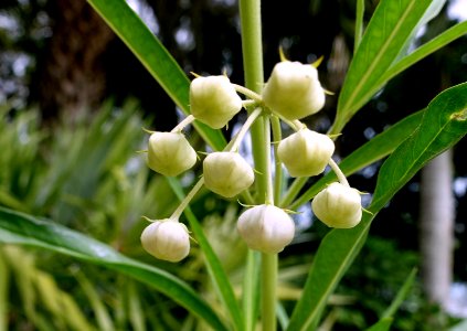 Gomphocarpus physocarpus - McKee Botanical Garden - Vero Beach, Florida - DSC02943