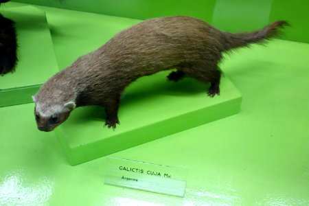 Galictis cuja - Museo Civico di Storia Naturale Giacomo Doria - Genoa, Italy - DSC02636