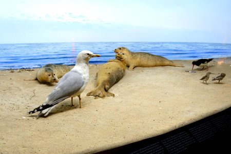 Gulls and seals - Naturhistorisches Museum, Braunschweig, Germany - DSC04976