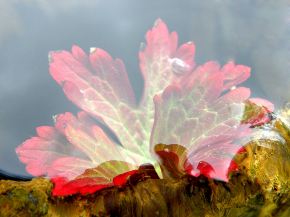 Floating leaves body of water fall colors