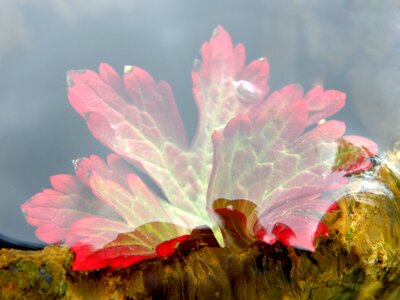 Floating leaves body of water fall colors