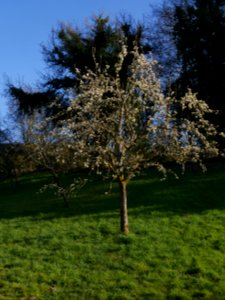 Gräfin von Paris Freilichtmuseum Roscheider Hof Blüten Ganzer Baum H9
