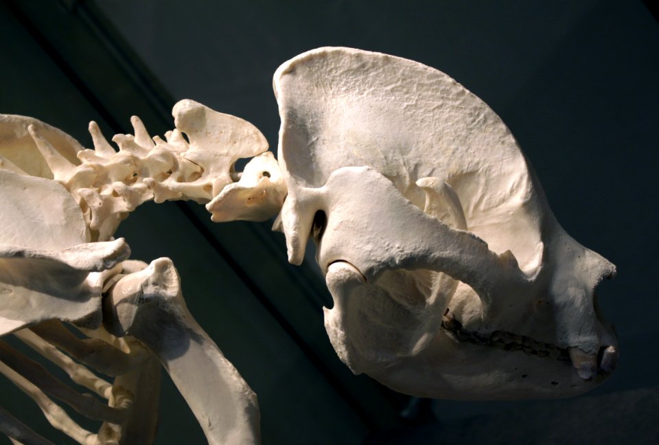 Giant panda skull Bao Bao Berlin Museum für Naturkunde 28042018