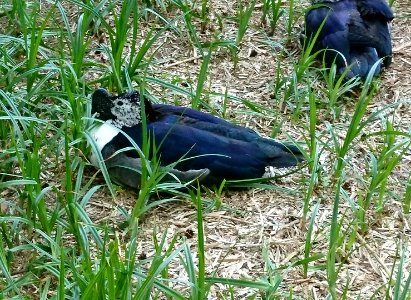 Höckerglanzgans (Sarkidiornis melanotos)