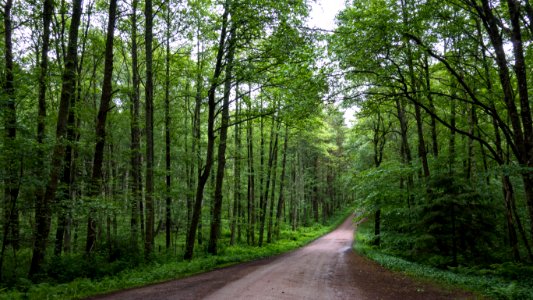 Gullmarsskogen south road in spring 3