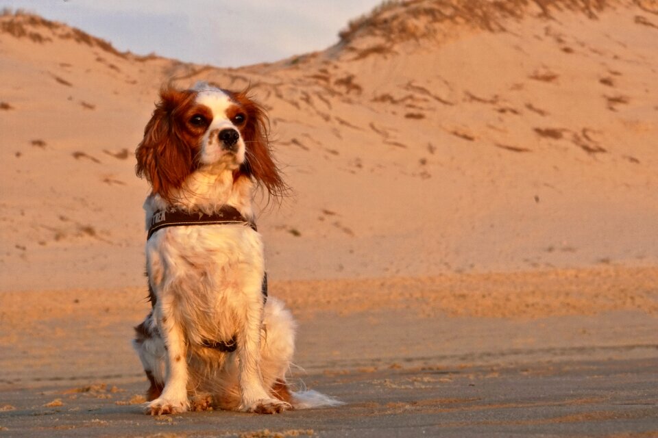 Animal purebred dog race