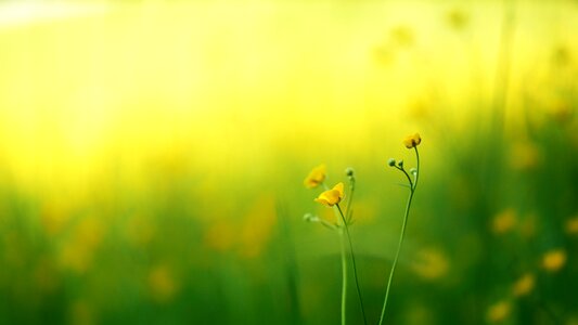 Flower plants yellow flower