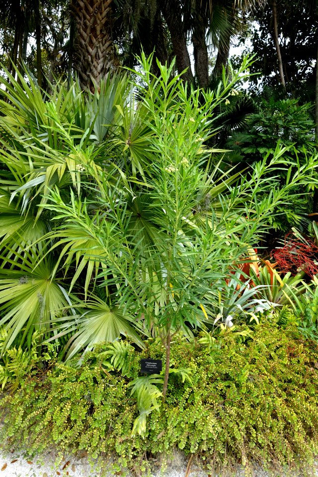 Gomphocarpus physocarpus - McKee Botanical Garden - Vero Beach, Florida - DSC02940