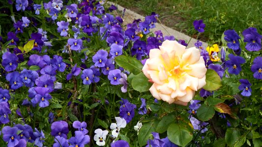Rose purple flower