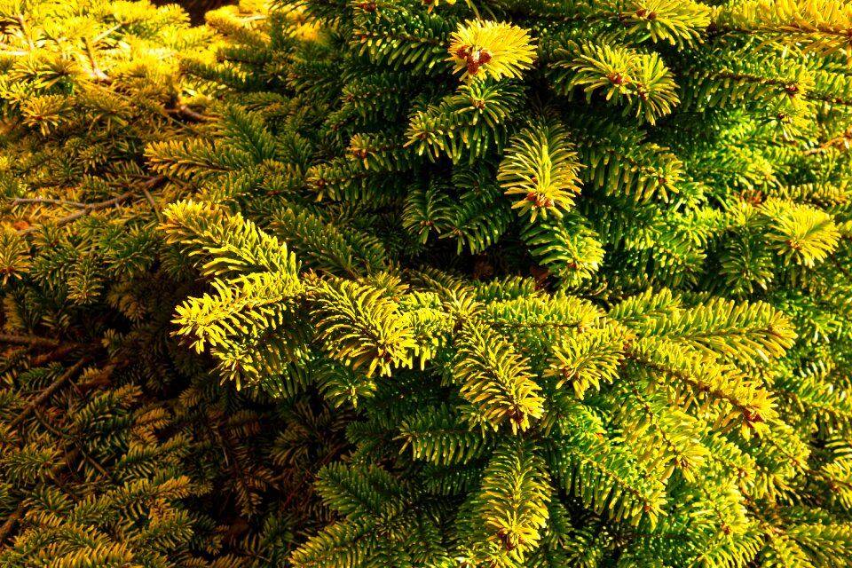 Evergreen needle green
