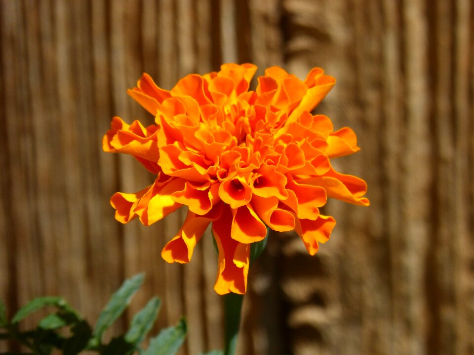 Beauty orange color detail