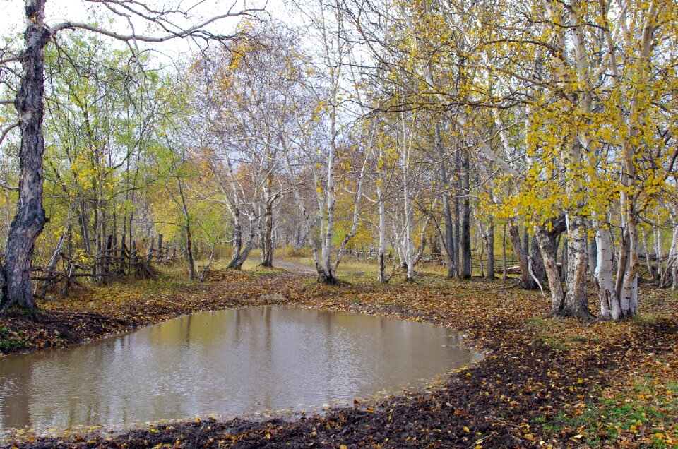 Reflection autumn forest golden autumn photo