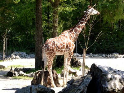 Giraffe-2