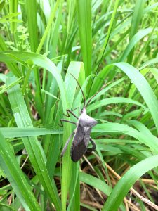 Giant Leaf-footed Bug Texas