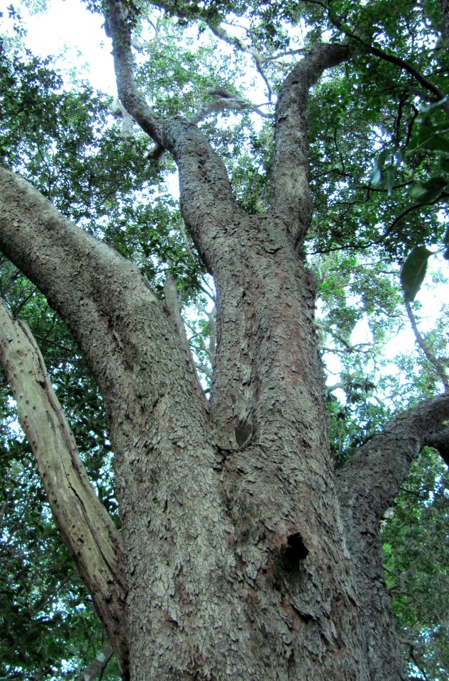 Giant Olinia Ventosa tree - Newlands Forest - Cape Town