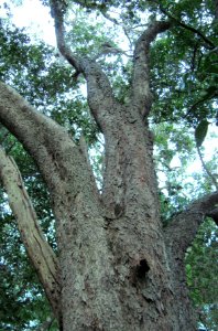 Giant Olinia Ventosa tree - Newlands Forest - Cape Town photo