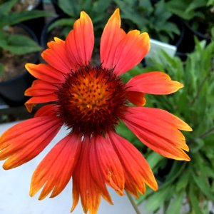 Gaillardia aristata public domain IMG 4968
