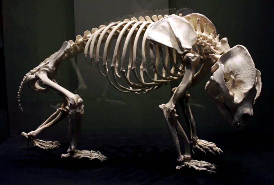 Giant panda skeleton Bao Bao Berlin Museum für Naturkunde 28042018