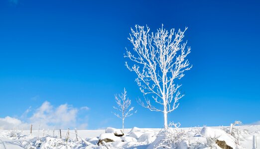 Cold season tree