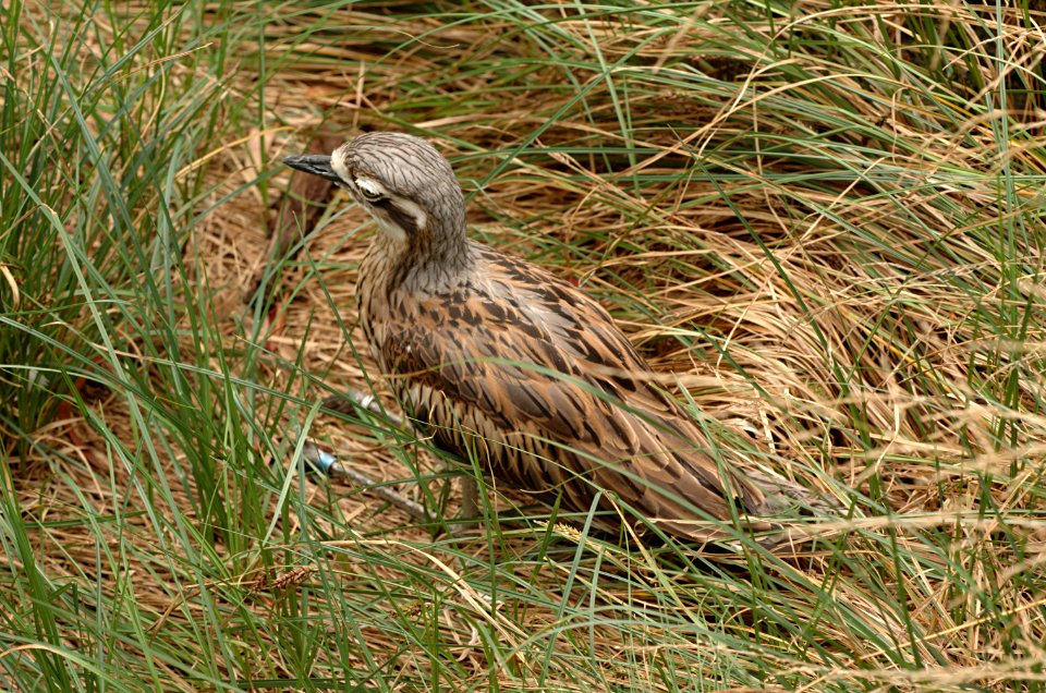 Gallirallus-Melbourne-Zoo-20070224-027